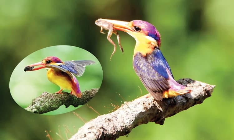 Bird Story: ಆಕಾಶದಿಂದ ಹಾರಿ ಭೂಮಿಗೆ ಬಂತು ನೋಡಿ..! ಮೂರು ಬೆರಳಿನ ಮಿಂಚುಳ್ಳಿ ಮಹಾತ್ಮೆ