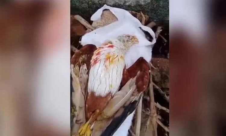 Tamilnadu: ನಂಬಿಕೆ ಹುಸಿಯಾಗಲಿಲ್ಲ…ಮೃತ ಹದ್ದಿಗೆ ಅಂತ್ಯಸಂಸ್ಕಾರ…ದಿಢೀರನೆ ಸುರಿದ ಮಳೆರಾಯ!