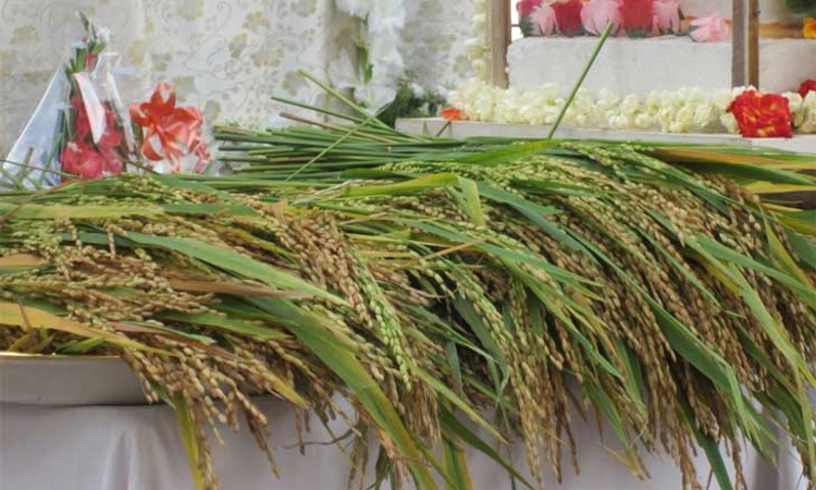 Monti fest:ಮೊದಲ ಬೆಳೆಯ ದೇವತಾರ್ಪಣೆ-ಕನ್ಯಾ ಮೇರಿಯಮ್ಮ ಜನ್ಮದಿನ…ತೆನೆ ಸೌಭಾಗ್ಯದ ಸುದಿನ