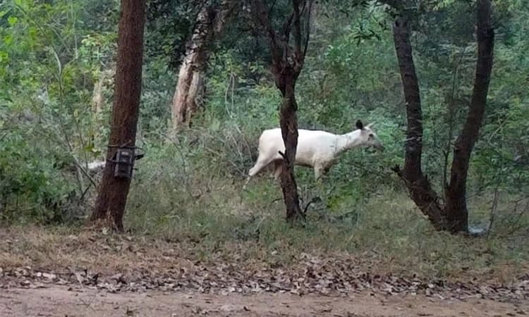 Hanur; ಕಾವೇರಿ ವನ್ಯಜೀವಿ ವಲಯದ ಅರಣ್ಯದಲ್ಲಿ ಅಪರೂಪದ ಬಿಳಿ ಕಡವೆ ಪತ್ತೆ