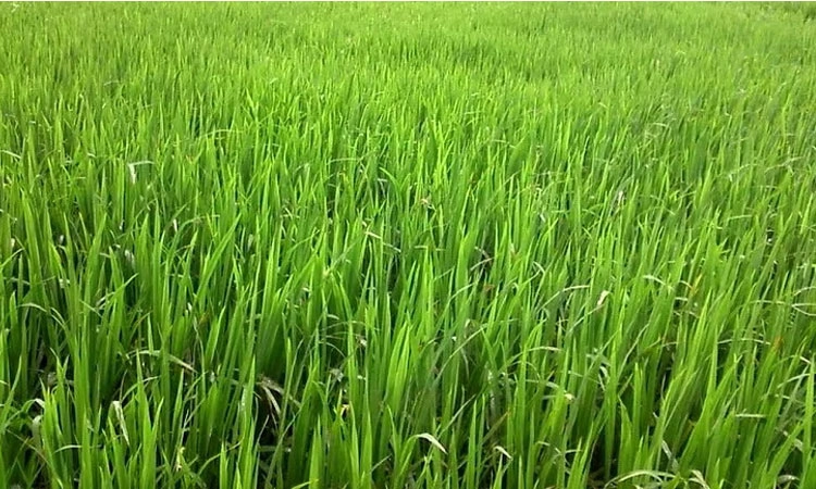 Panaji: ಮಳೆ ಕೊರತೆ; ರೈತರಿಗೆ ಸಂಕಷ್ಟ