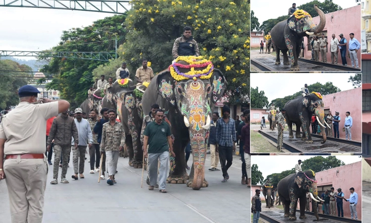 Mysore Dasara ಗಜಪಡೆಗಳ ತೂಕ ಪರೀಕ್ಷೆ: ಅಂಬಾರಿ ಹೊರುವ ಅಭಿಮನ್ಯುವಿನ ತೂಕವೆಷ್ಟು ಗೊತ್ತ?
