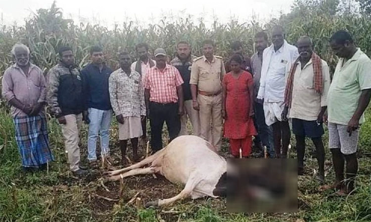 Hunsur: ಚಿರತೆ ದಾಳಿಗೆ ಹಸು ಬಲಿ