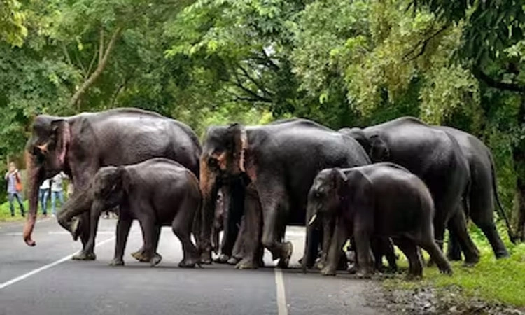Wild Elephant: ತಡೆಗೋಡೆ ನಿರ್ಮಾಣ- 100 ಕೋಟಿ ರೂ.