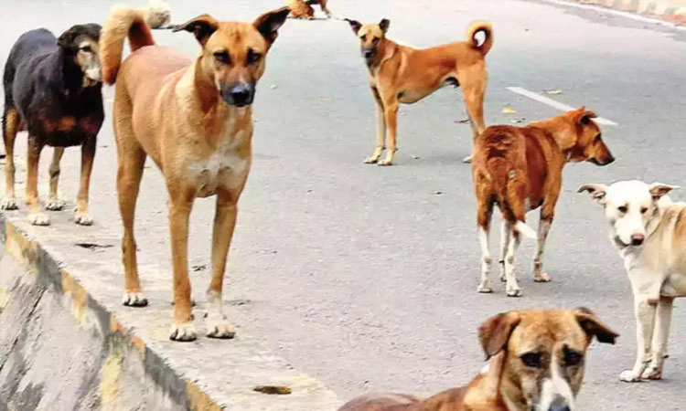Stray dogs: 4 ವರ್ಷದಲ್ಲಿ 14,565 ಮಂದಿಗೆ ನಾಯಿ ಕಡಿತ