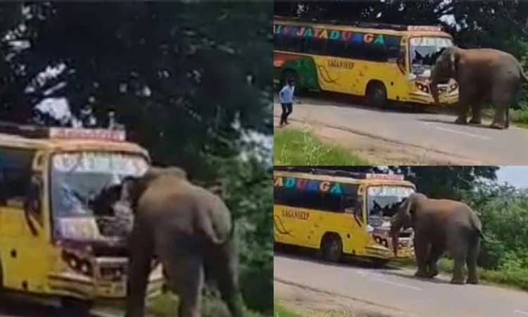 Viral Video: ಏಕಾಏಕಿ ಬಸ್‌ ಮೇಲೆ ದಾಳಿ ನಡೆಸಿದ ಆನೆ, ಪ್ರಯಾಣಿಕರು ಕಂಗಾಲು!