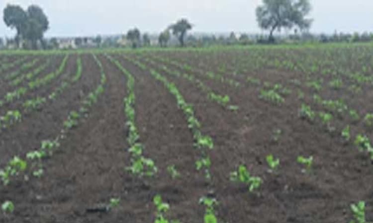 Kalaburagi: ಮಳೆಯಿಂದ ಬಾಡುತ್ತಿದ್ದ ಬೆಳೆಗಳಿಗೆ ಜೀವಕಳೆ