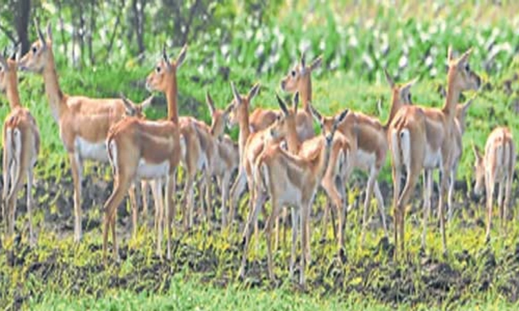 Haveri: 402 ಪ್ರಕರಣಗಳಿಗೆ ಪರಿಹಾರವೇ ಇಲ್ಲ!