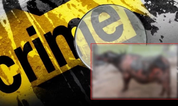 Muddebihal: ಕಾಣೆಯಾಗಿದ್ದ ಎಮ್ಮೆ ಗಂಭೀರ ಸ್ಥಿತಿಯಲ್ಲಿ ಪತ್ತೆ… ಆ್ಯಸಿಡ್ ಎರಚಿರುವ ಶಂಕೆ