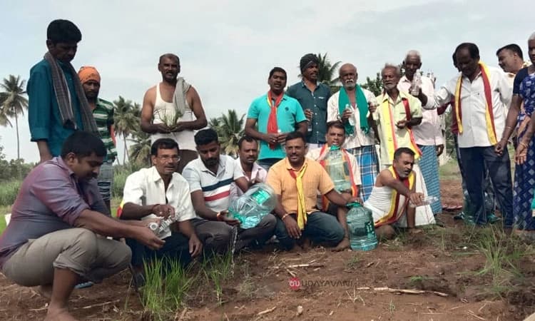 Srirangapatna: ಬಿಸ್ಲೆರಿ ನೀರಿನಲ್ಲಿ ನಾಟಿ ಕಾರ್ಯ !