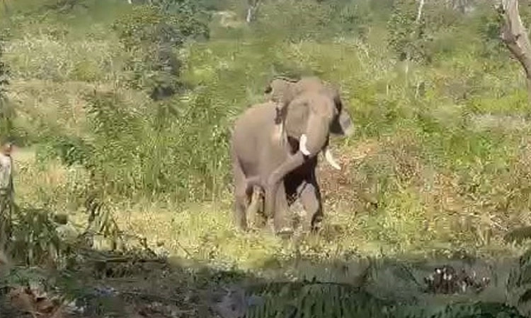 Bandipur: ರಾಜಾ, ಹಾಯ್ ಬೇಬಿ ಎಂದ ಕೂಡಲೇ ಓಡೋಡಿ ಬಂದ ರೋಹಿತ್ ಆನೆ! ವಿಡಿಯೋ ವೈರಲ್