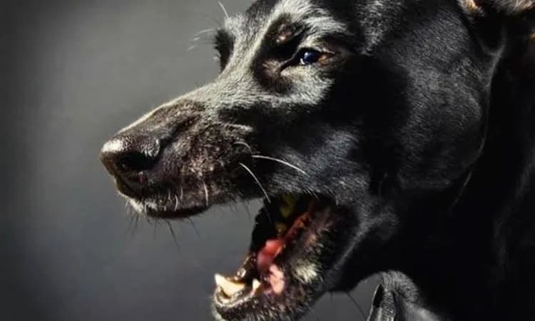 Shivamogga; ಆರು ವರ್ಷದ ಮಗು ಸೇರಿ ಐವರ ಮೇಲೆ ಹುಚ್ಚು ನಾಯಿ ದಾಳಿ