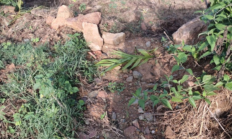 Holehonnur: ಜಮೀನು ವಿವಾದ; 300 ಅಡಿಕೆ ಗಿಡಗಳನ್ನು ಕಿತ್ತು ಹಾಕಿದ ಸಹೋದರರು