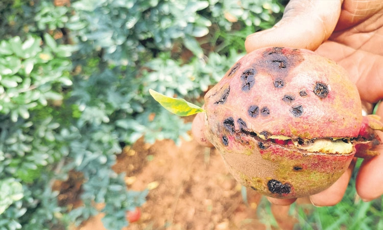 Pomegranate: ದಾಳಿಂಬೆಗೆ ದುಂಡಾಣು, ಚುಕ್ಕೆ ರೋಗಬಾಧೆ