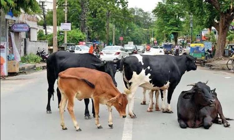 Dandeli: ದ್ವಿಚಕ್ರ ವಾಹನಕ್ಕೆ ಅಡ್ಡ ಬಂದ ದನ: ಸವಾರರಿಗೆ ಗಾಯ