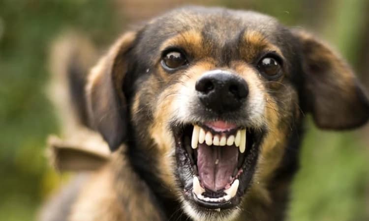 Alert: ಸಾರ್ವಜನಿಕರೇ ಎಚ್ಚರ! ಬಂಟಕಲ್ಲು ಪರಿಸರದಲ್ಲಿ ಹುಚ್ಚು ನಾಯಿ ಹಾವಳಿ, ಇಬ್ಬರಿಗೆ ಗಾಯ