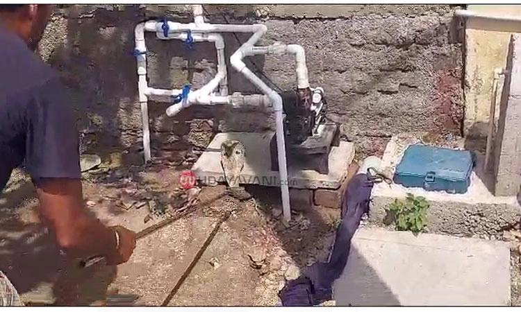 Snake; ನಾಲತವಾಡ: ಮನೆ ಆವರಣಕ್ಕೆ ನುಗ್ಗಿದ ಹಾವನ್ನು ಸುರಕ್ಷಿತ ಸ್ಥಳಕ್ಕೆ ರವಾನೆ