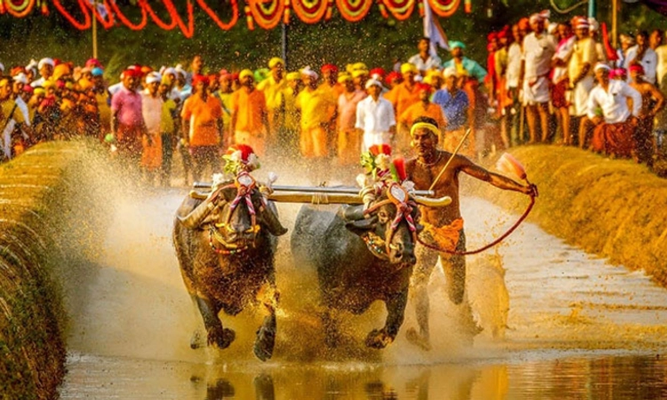 Kambala: ಸೆ.10ರಂದು ಮೂಡಬಿದಿರೆಯಲ್ಲಿ ಕಂಬಳ ಸಮಿತಿಯ ಮಹಾಸಭೆ