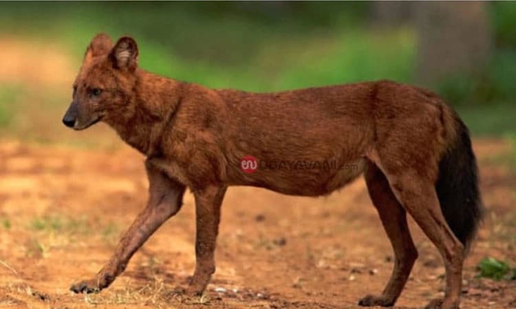 Theerthahalli: ಕೆನ್ನಾಯಿ (ಕೆಂಪು ನಾಯಿ) ಗುಂಪು ಪ್ರತ್ಯಕ್ಷ: ಆಶ್ಚರ್ಯಗೊಂಡ ಗ್ರಾಮಸ್ಥರು