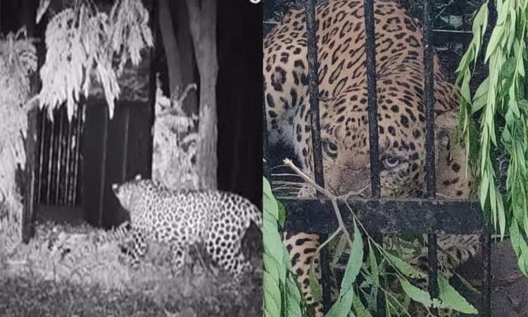 Hyderabad ಆಂಧ್ರಪ್ರದೇಶದ ತಿರುಮಲದಲ್ಲಿ ನಾಲ್ಕನೇ ಚಿರತೆ ಬಲೆಗೆ