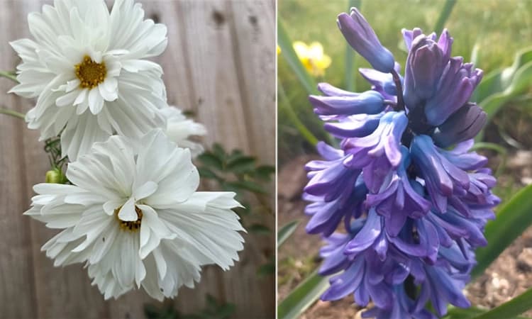 Garden ಬೇಸಗೆಯ ಖುಷಿ ಹಸುರ ಬೆಳೆಯಲ್ಲಿ; ಇಂಗ್ಲೆಂಡಿನಲ್ಲೊಂದು ಕೈ ತೋಟವ ಮಾಡಿ….