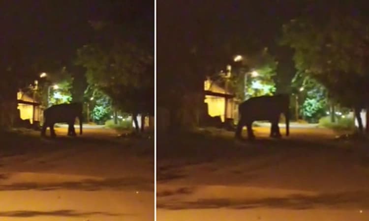 Magadi: ರಂಗನಾಥ ಸ್ವಾಮಿ ದೇವಾಲಯದ ಬಳಿ ಸಲಗ ಓಡಾಟ