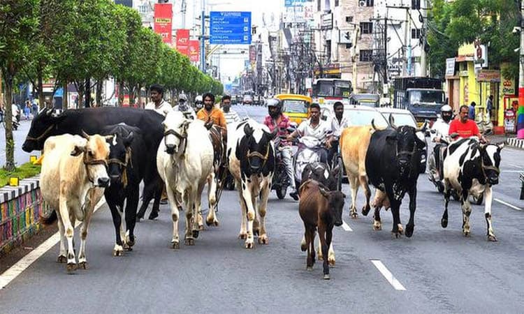 Stray cattle: ಬೀಡಾಡಿ ದನಗಳೇ ಪ್ರತಿಭಟನಕಾರರು!