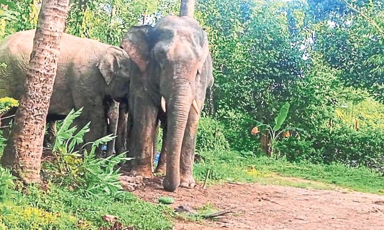 Wild Elephant: ಕಾಡಾನೆ ಹಾವಳಿ; ಹೋರಾಟಗಾರರ ಮೇಲೆ ಅಸ್ತ್ರ