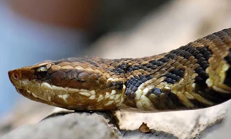SNAKE: ಹಾವು ಕಚ್ಚಿ ಗಂಭೀರ; ಚಿಕಿತ್ಸೆ ನೀಡಲು 1,307ಕಿ.ಮೀ ದೂರದ ಆಸ್ಪತ್ರೆಗೆ ಕರೆತಂದರು!