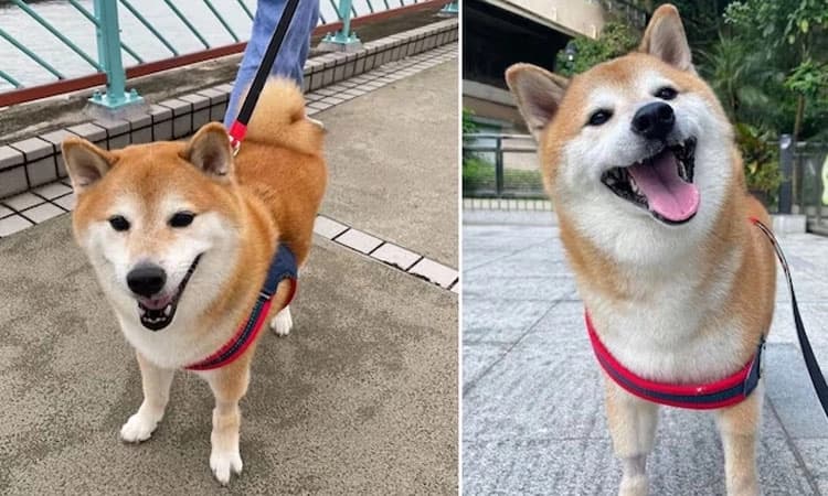 Cheems: ಲಕ್ಷಾಂತರ ‌ಮಂದಿಯನ್ನು ನಗಿಸಿದ ʼಚೀಮ್ಸ್ʼ ಖ್ಯಾತಿಯ ನಾಯಿ ಸಾವು; ಕಾಡಿದ ಕ್ಯಾನ್ಸರ್