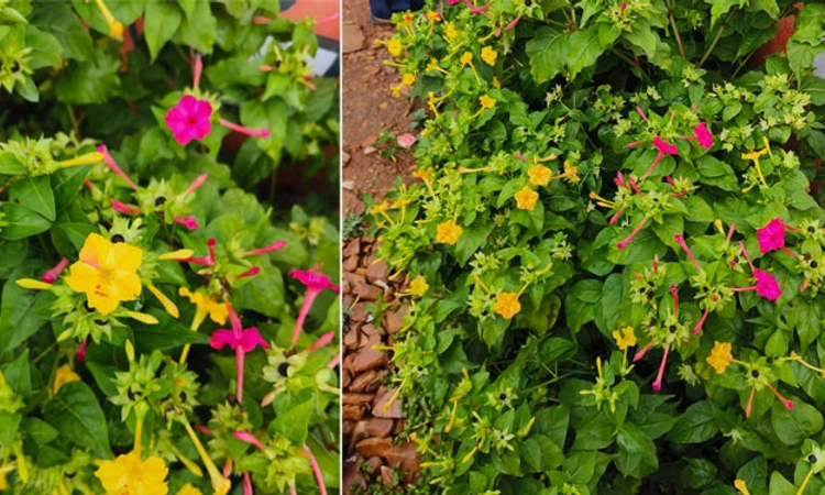 Bharamasagara ಈ ಹೂವಿನ ವಿಶೇಷತೆ ಬಗ್ಗೆ ನೀವು ಕೇಳಿರೋಕೆ ಸಾಧ್ಯವಿಲ್ಲ!