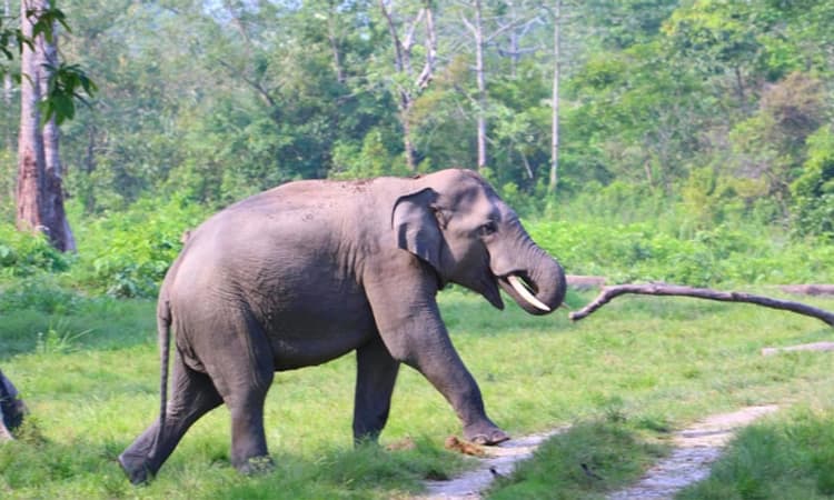 Madikeri ಕಾಡಾನೆ ಅಟ್ಟುವ ಕಾರ್ಯಾಚರಣೆ: ಸಾರ್ವಜನಿಕರಿಗೆ ಎಚ್ಚರಿಕೆ ಸೂಚನೆ