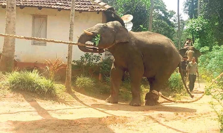 Forest Department ಯಶಸ್ವಿ ಕಾರ್ಯಾಚರಣೆ : ಮಡಿಕೇರಿ: ಉಪಟಳ ನೀಡುತ್ತಿದ್ದ ಕಾಡಾನೆ ಸೆರೆ