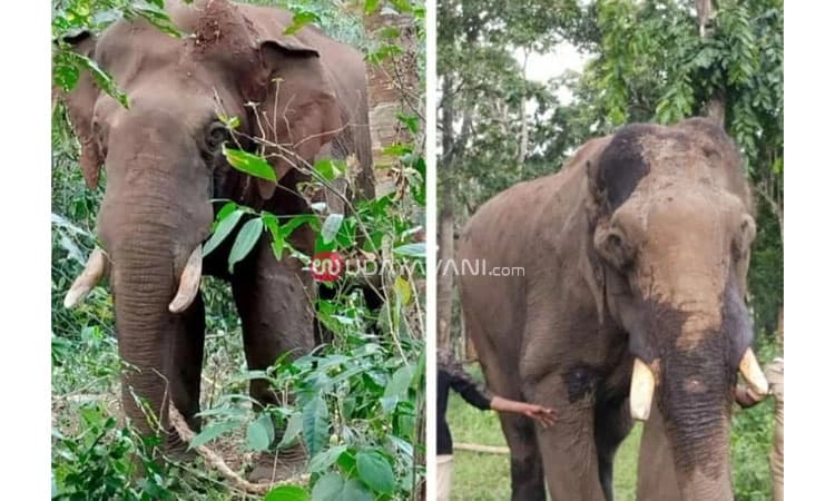 Wild Elephant: ಕಡಬದಿಂದ ಸೆರೆ ಹಿಡಿಯಲಾಗಿದ್ದ ಕಾಡಾನೆ ಸಾವು