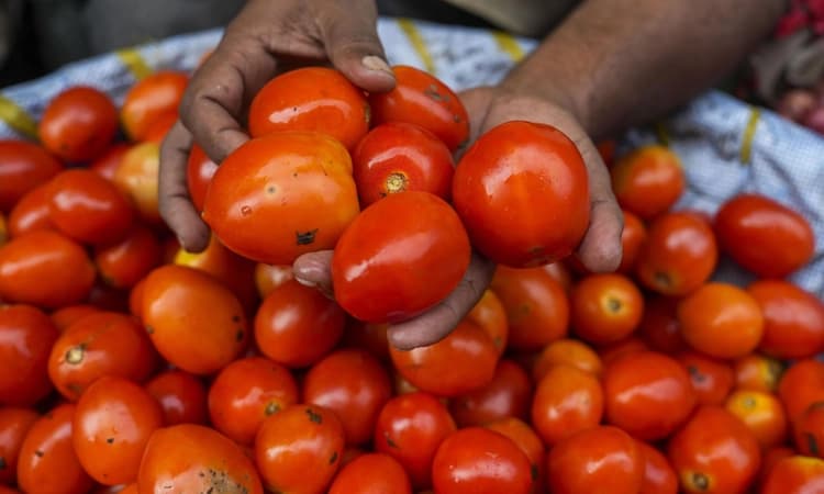 Tomato Price: ಮಾರುಕಟ್ಟೆಯಲ್ಲಿ ಟೊಮೆಟೋ ದರ ಭಾರೀ ಕುಸಿತ!