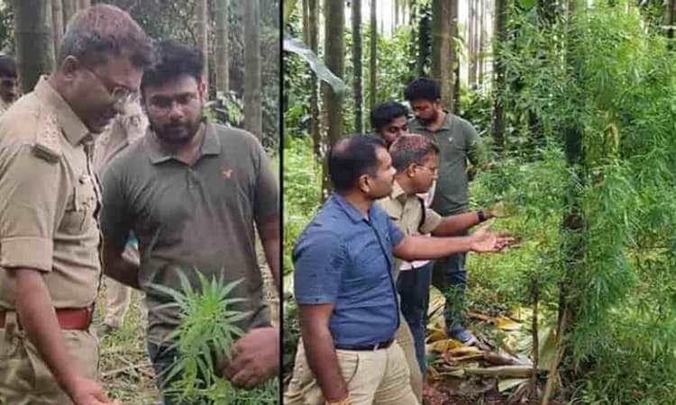 Thirthahalli: ಅಡಿಕೆ ತೋಟದಲ್ಲಿ ಗಾಂಜಾ ಬೆಳೆ… ಪೊಲೀಸರ ದಾಳಿ, ಇಬ್ಬರ ಬಂಧನ