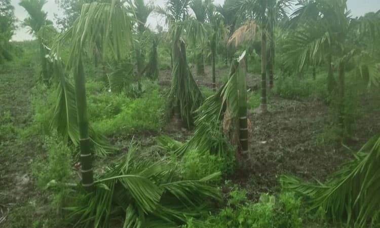 Hunsur: ದುಷ್ಕರ್ಮಿಗಳಿಂದ ಫಲಕ್ಕೆ ಬಂದಿದ್ದ 600 ಅಡಿಕೆ ಮರಗಳ ನಾಶ