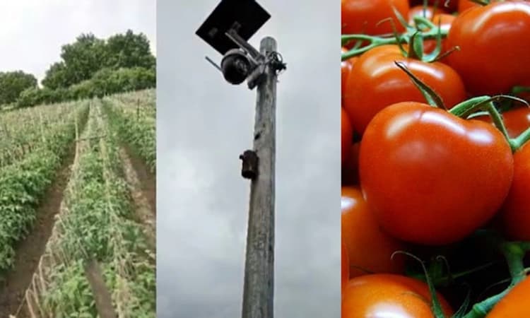 Tomato Prices Soar… ಟೊಮ್ಯಾಟೋ ರಕ್ಷಣೆಗೆ ತೋಟಕ್ಕೆ ಕ್ಯಾಮೆರಾ ಅಳವಡಿಸಿದ ರೈತ