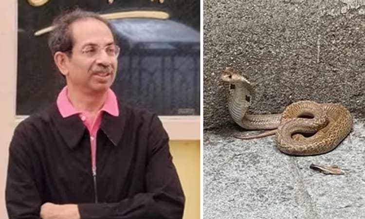 Maharastra: ಉದ್ಧವ್ ಠಾಕ್ರೆ ನಿವಾಸದಲ್ಲಿತ್ತು ನಾಲ್ಕು ಅಡಿ ಉದ್ದದ ನಾಗರ ಹಾವು: ವಿಡಿಯೋ…