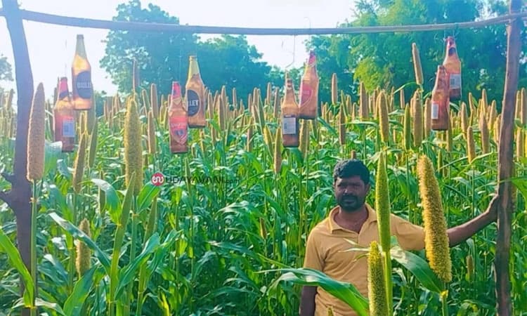 Kushtagi: ಹಕ್ಕಿಗಳ ಕಾಟಕ್ಕೆ ಬೇಸತ್ತ ರೈತ ಖಾಲಿ ಬೀಯರ್ ಬಾಟಲ್ ಅಳವಡಿಸಿ ಪ್ರಯೋಗ