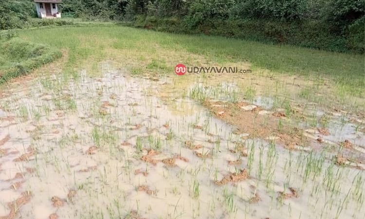 Pilaru: ಕಾಡುಕೋಣಗಳ ಹಾವಳಿ; ಅಪಾರ ಹಾನಿ ಕ್ರಮಕ್ಕೆ ಆಗ್ರಹ