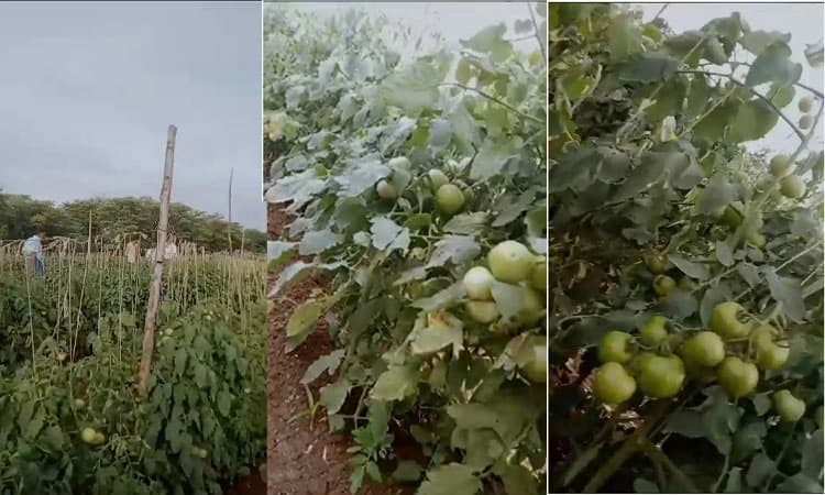 Gundlupete: ಟೊಮೆಟೋ ಗಿಡ ಬುಡಸಮೇತ ಕತ್ತರಿಸಿದ ಕಿಡಿಗೇಡಿಗಳು: ರೈತನಿಗೆ ಲಕ್ಷಾಂತರ ರೂ. ನಷ್ಟ