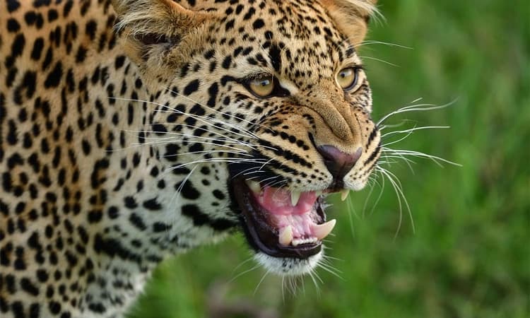 ಸಂಪಾಜೆ: ಶ್ವಾನ ಮೇಲೆ ಚಿರತೆ ದಾಳಿ