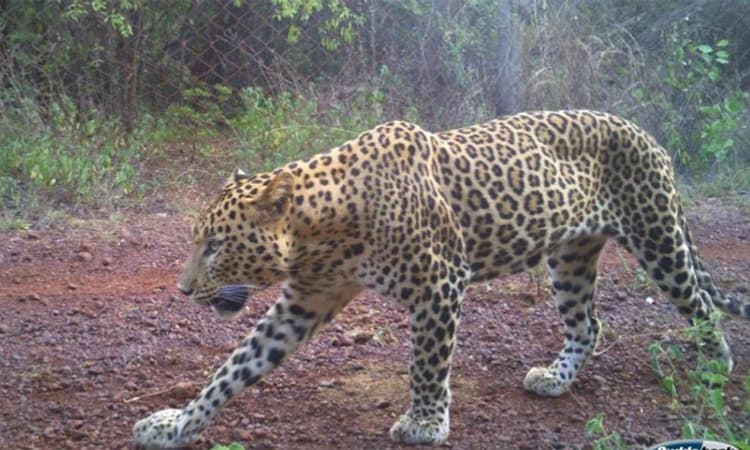 ಹೊನ್ನಿಕೇರಿ ಅರಣ್ಯದಲ್ಲಿ ಚಿರತೆ ಪತ್ತೆ; ಕ್ಯಾಮೆರಾ ಟ್ರ್ಯಾಪ್‌ನಲ್ಲಿ ಚಿತ್ರಗಳು ಸೆರೆ
