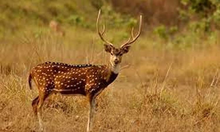 ಮುಂಡಾಜೆ: ಜಿಂಕೆ ದಾಳಿಗೆ ಆಡುಗಳು ಬಲಿ