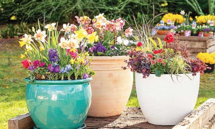 ಲಲಿತ ಪ್ರಬಂಧ: ಹೂವೇ ಹೂವೇ…