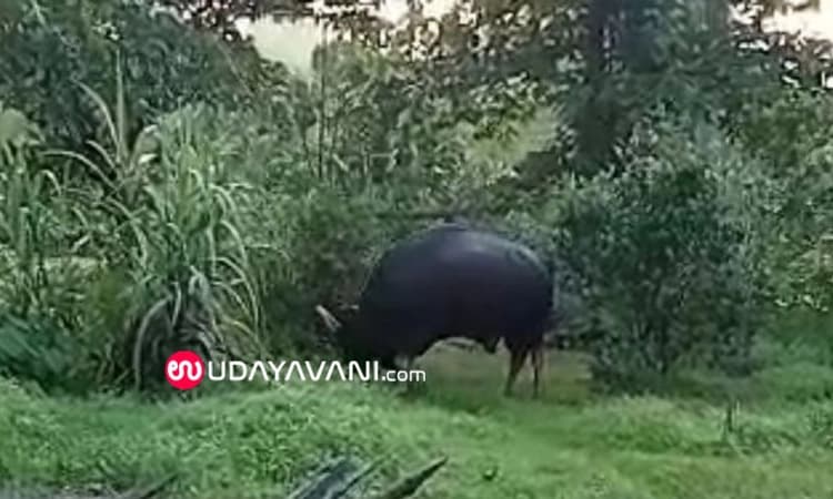 ಪಿಲಾರು ಕುಂಜಿಗುಡ್ಡೆ: ಮನೆಯಂಗಳಕ್ಕೆ ಬಂದ ಕಾಡುಕೋಣ!