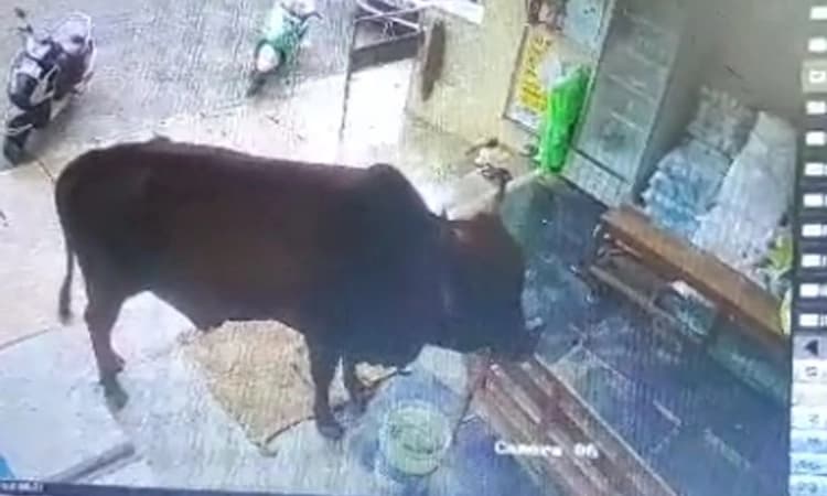 ಶೃಂಗೇರಿ: ಏಕಾಏಕಿ ದಾಳಿ ನಡೆಸಿದ ಗೂಳಿ; ಗಂಭೀರವಾಗಿ ಗಾಯಗೊಂಡ ವೃದ್ಧ