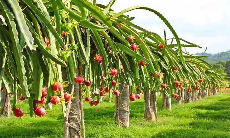 ಯಲಬುರ್ಗಾ: ರೈತನಿಗೆ ಭರವಸೆ ಮೂಡಿಸಿದ ಡ್ರ್ಯಾಗನ್‌ ಫ್ರೂಟ್‌