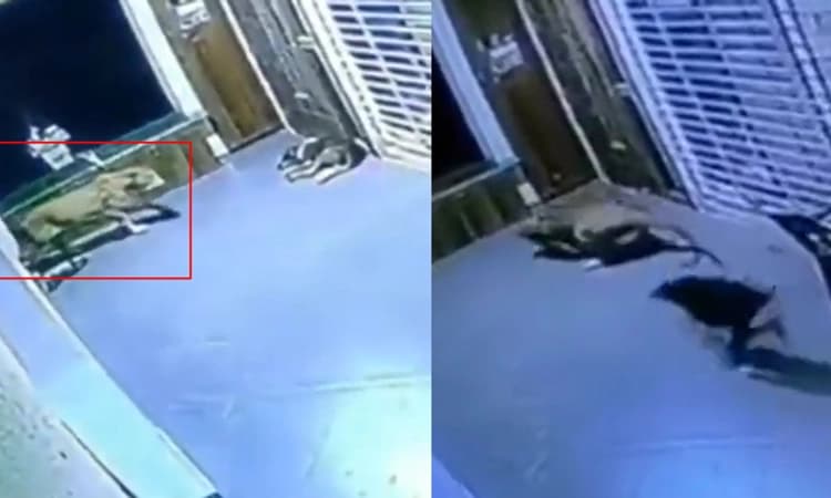 Leopardಒಗ್ಗಟ್ಟಿನಲ್ಲಿ ಬಲವಿದೆ… ಮನೆಯೊಳಗೆ ನುಗ್ಗಿದ ಚಿರತೆಯನ್ನೇ ಓಡಿಸಿದ ಶ್ವಾನಗಳು